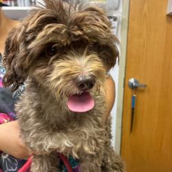 Shelter Stray Female Dog last seen , 1244 N Delsea Dr, Vineland, NJ 08360, USA