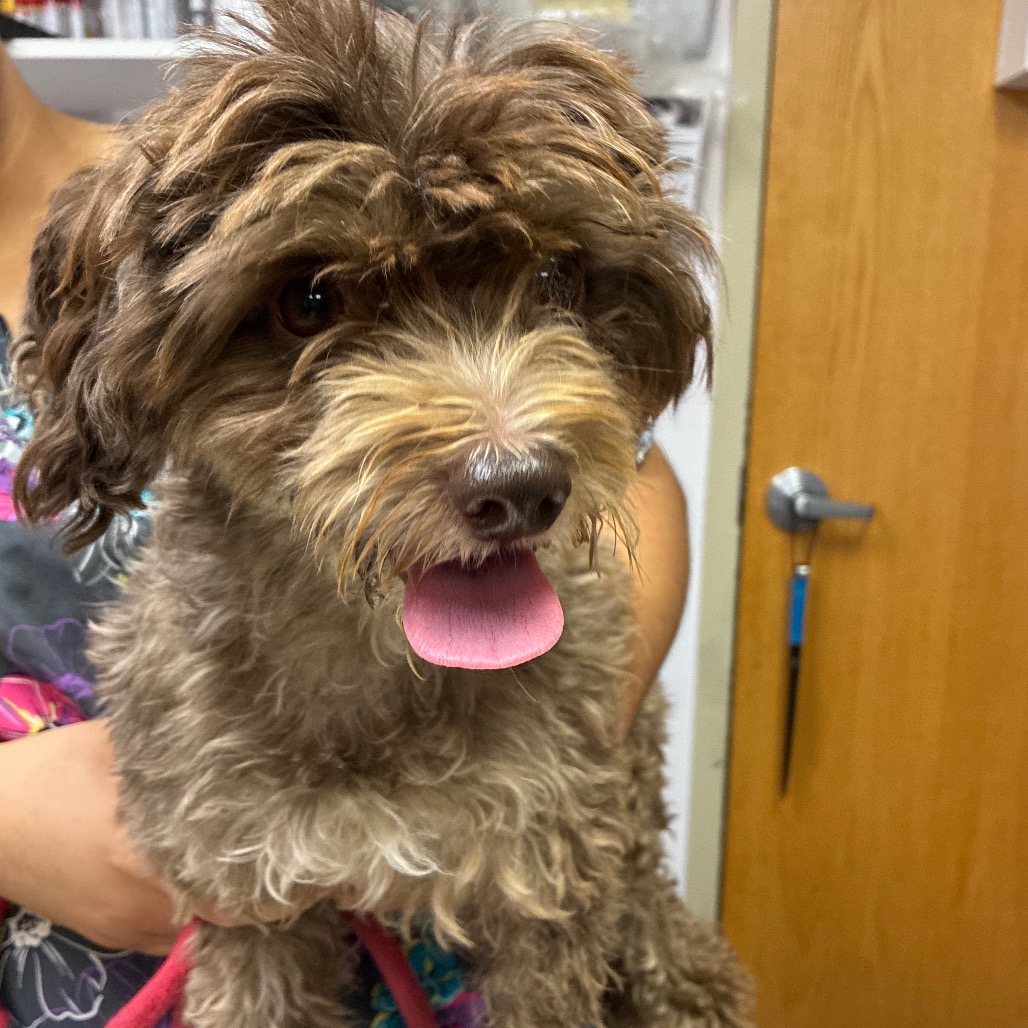 Shelter Stray Female Dog last seen , 1244 N Delsea Dr, Vineland, NJ 08360, USA