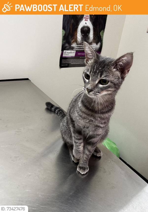 Found/Stray Female Cat last seen Bayou Jaq’s & East 21st Street, Edmond, OK 73034