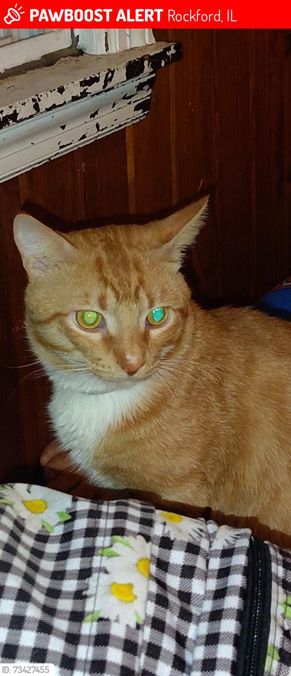 Lost Male Cat last seen Rockton ave, Rockford, IL 61103
