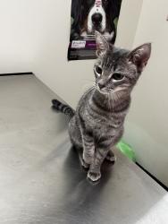 Found/Stray Female Cat last seen Bayou Jaq’s & East 21st Street, Edmond, OK 73034