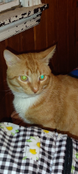 Lost Male Cat last seen Rockton ave, Rockford, IL 61103
