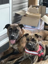 Lost Male Dog last seen Frevert rd, Berlin, IL 62670