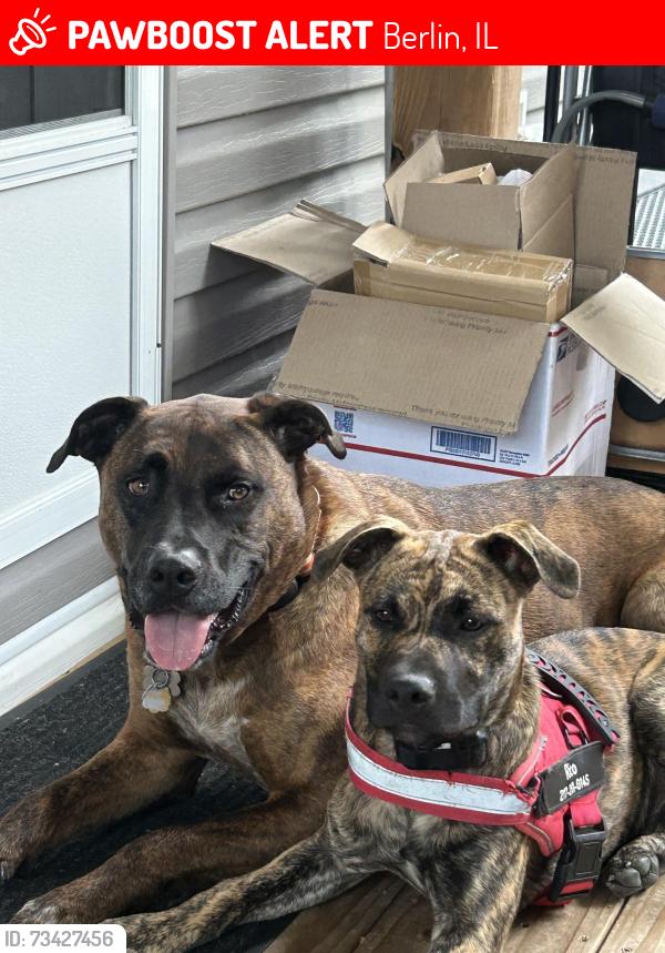Lost Male Dog last seen Frevert rd, Berlin, IL 62670