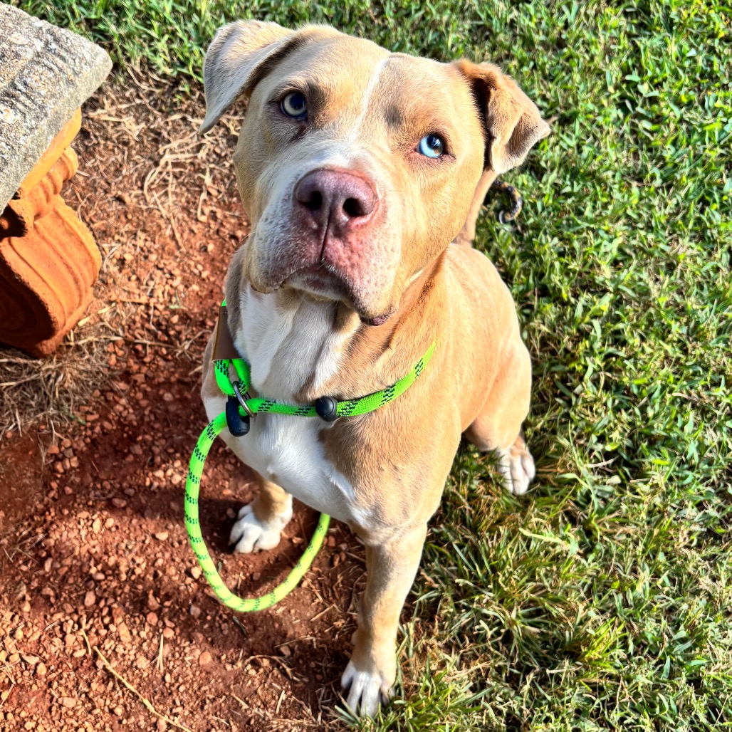 Shelter Stray Male Dog last seen , 328 Furman Hall Rd, Greenville, SC 29609, USA