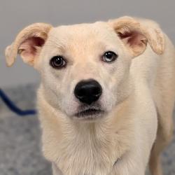 Shelter Stray Female Dog last seen , 328 Furman Hall Rd, Greenville, SC 29609, USA