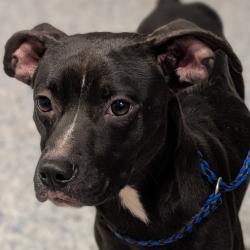 Shelter Stray Female Dog last seen , 328 Furman Hall Rd, Greenville, SC 29609, USA