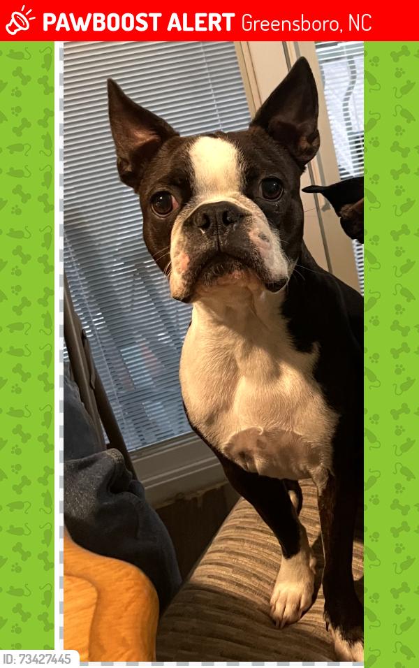Lost Male Dog last seen McConnell Road and Millstream, Greensboro, NC 27406