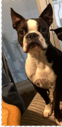 Lost Male Dog last seen McConnell Road and Millstream, Greensboro, NC 27406