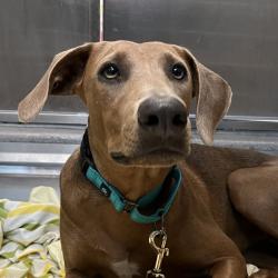 Shelter Stray Female Dog last seen , 4575 E Mesquite Ave, Palm Springs, CA 92264, USA