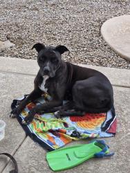 Reunited Male Dog last seen Broadway and miller, Buckeye, AZ 85326