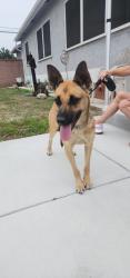 Found/Stray Unknown Dog last seen Mariposa and 187th, Los Angeles, CA 90248