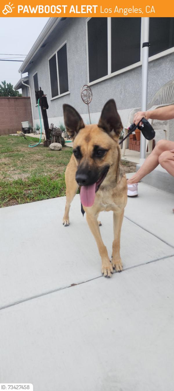 Found/Stray Unknown Dog last seen Mariposa and 187th, Los Angeles, CA 90248