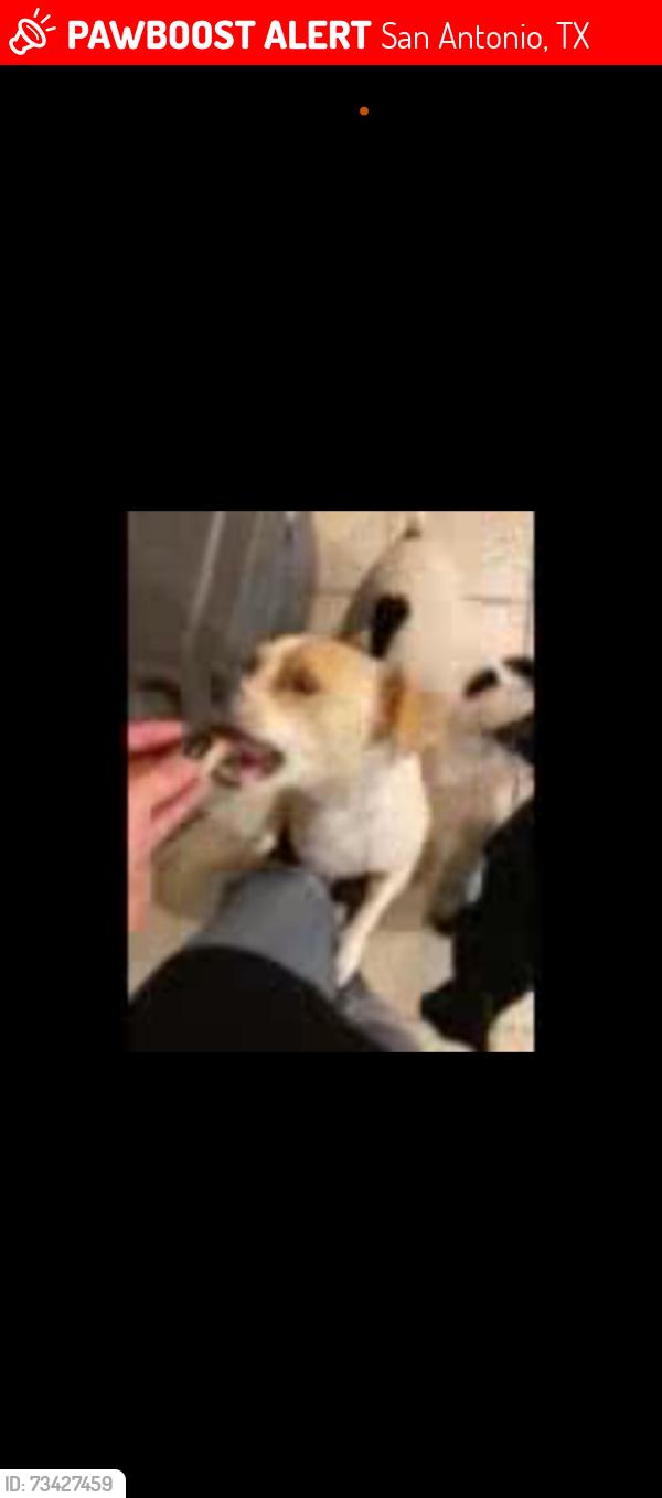 Lost Male Dog last seen Las Vegas, San Antonio, TX 78233