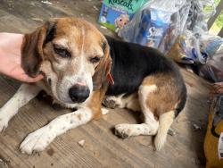 Found/Stray Male Dog last seen Little harts, Harts, WV 25524