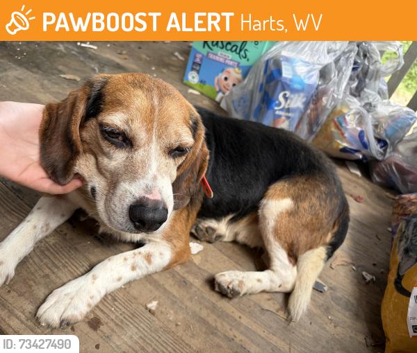 Found/Stray Male Dog last seen Little harts, Harts, WV 25524
