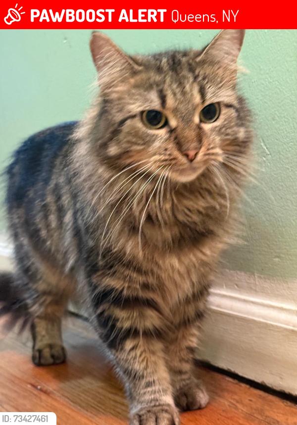 Lost Female Cat last seen Near ave 157th street, Queens, NY 11433