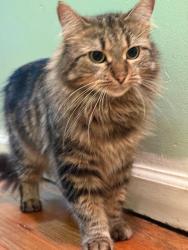 Lost Female Cat last seen Near ave 157th street, Queens, NY 11433