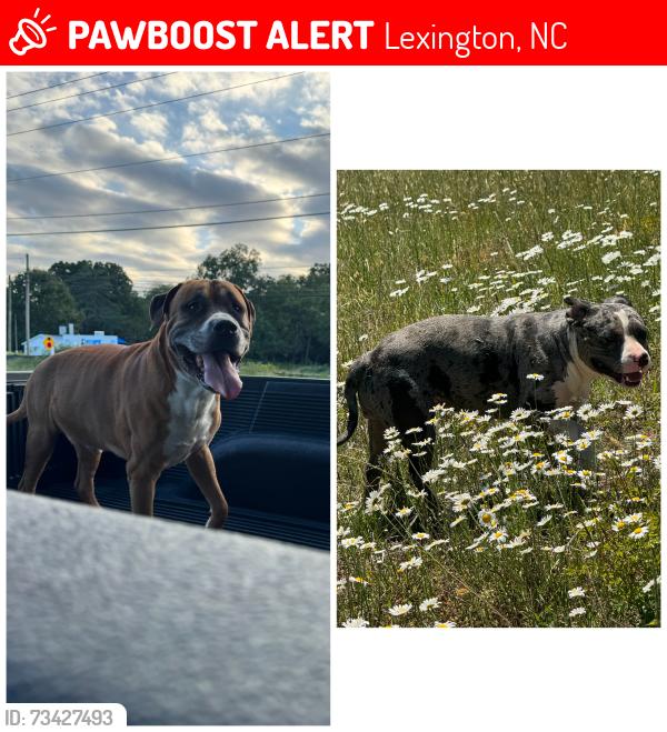 Lost Unknown Dog last seen unknown, Lexington, NC 27292
