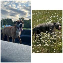 Lost Unknown Dog last seen unknown, Lexington, NC 27292
