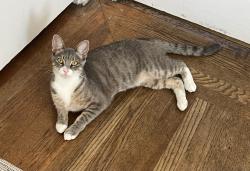 Reunited Female Cat last seen Maxwell Ave near Brookdale Ave, Oakland, CA 94619