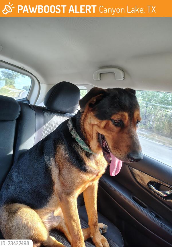 Found/Stray Male Dog last seen Cranes Mill Rd and w Clark St, Canyon Lake, TX 78133