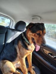 Found/Stray Male Dog last seen Cranes Mill Rd and w Clark St, Canyon Lake, TX 78133