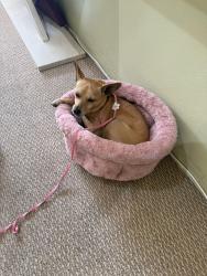 Found/Stray Female Dog last seen Andrews, Oakland Park, FL 33309