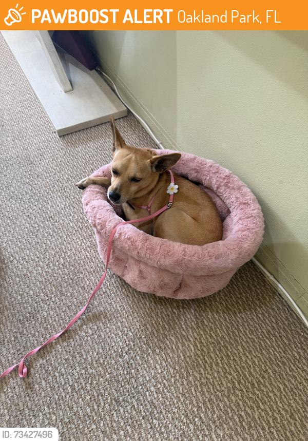 Found/Stray Female Dog last seen Andrews, Oakland Park, FL 33309