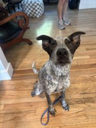 Found/Stray Male Dog last seen Riverside Drive & Oak Court, Nashville, TN 37206