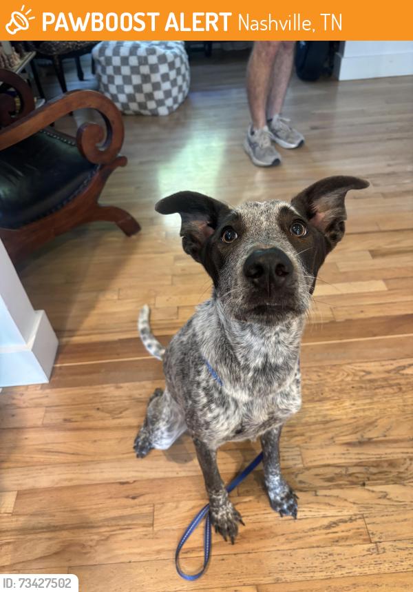 Found/Stray Male Dog last seen Riverside Drive & Oak Court, Nashville, TN 37206
