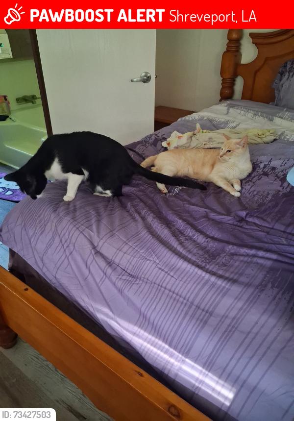 Lost Male Cat last seen Walmart pines rd, Shreveport, LA 71129