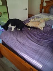 Lost Male Cat last seen Walmart pines rd, Shreveport, LA 71129