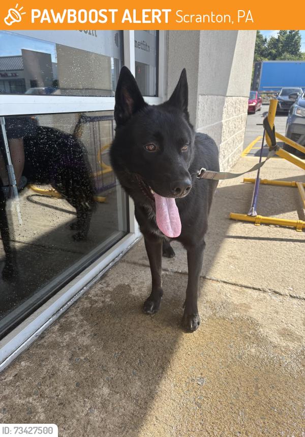 Found/Stray Male Dog last seen Nay aug ave, Scranton, PA 18509