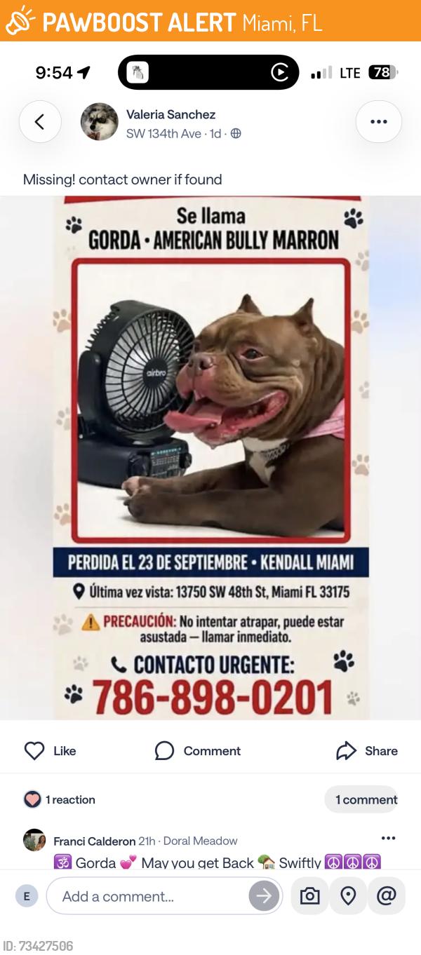 Found/Stray Female Dog last seen Bent tree park Miami fl 33175, Miami, FL 33175