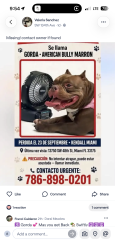 Found/Stray Female Dog last seen Bent tree park Miami fl 33175, Miami, FL 33175