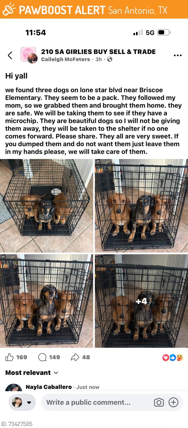Found/Stray Unknown Dog last seen Lone star Blvd, San Antonio, TX 78210
