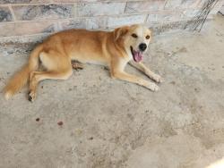 Found/Stray Female Dog last seen Belt 8 y west Airpot, Houston, TX 77031