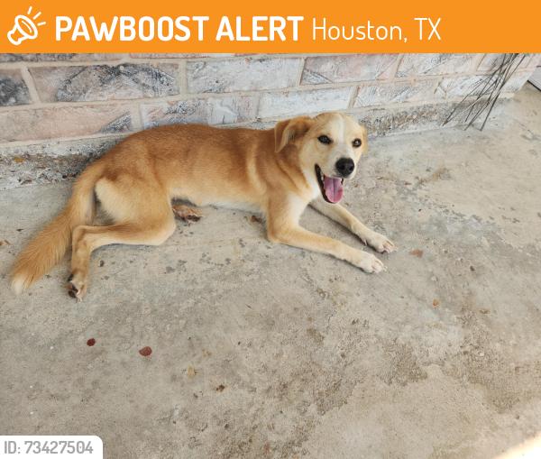 Found/Stray Female Dog last seen Belt 8 y west Airpot, Houston, TX 77031