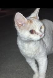 Reunited Unknown Cat last seen El Rancho/Moreno, Camarillo, CA 93010