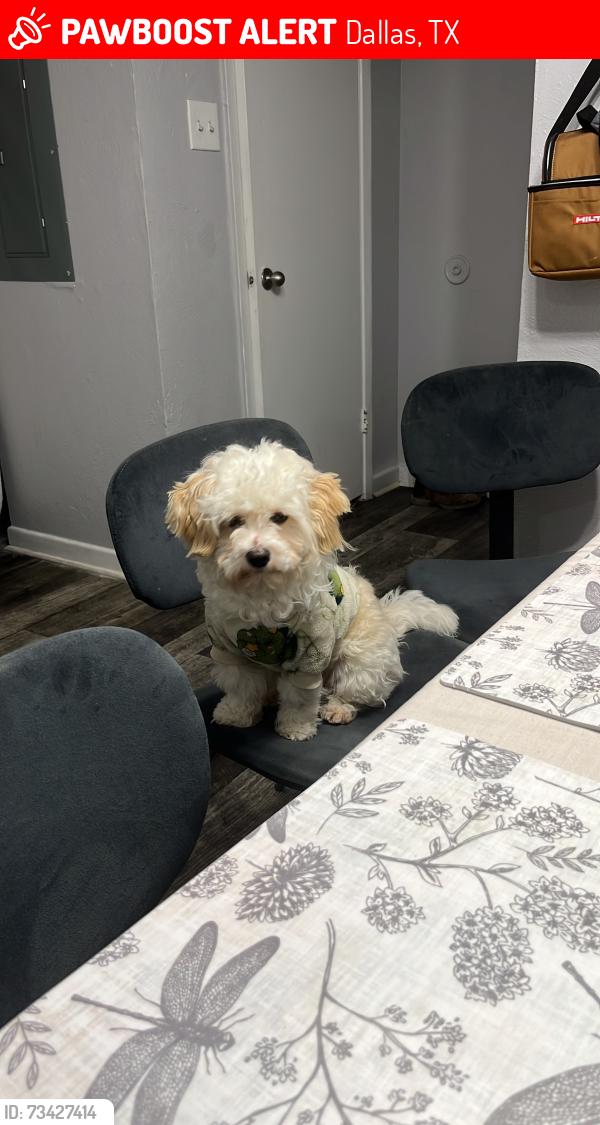 Lost Female Dog last seen Near Leigh Ann Dr, Dallas, TX 75232