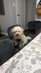 Lost Female Dog last seen Near Leigh Ann Dr, Dallas, TX 75232