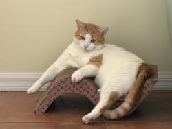 Lost Male Cat last seen Berkshire, Port St. Lucie, FL 34952