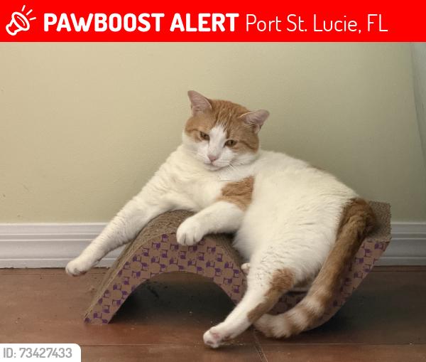 Lost Male Cat last seen Berkshire, Port St. Lucie, FL 34952