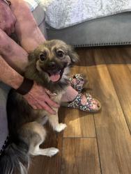 Found/Stray Female Dog last seen On side of road on 16th street in between meridian and portland, Oklahoma City, OK 73107