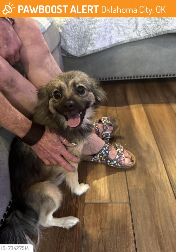 Found/Stray Female Dog last seen On side of road on 16th street in between meridian and portland, Oklahoma City, OK 73107