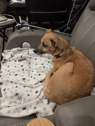 Found/Stray Male Dog last seen Val Vista and Encore Sts, Casa Grande, AZ 85122