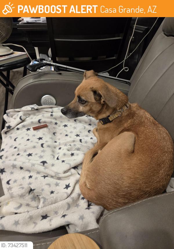Found/Stray Male Dog last seen Val Vista and Encore Sts, Casa Grande, AZ 85122