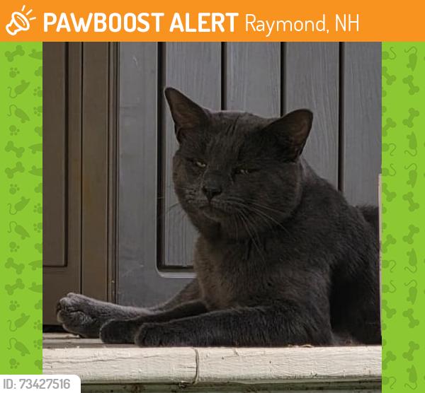 Found/Stray Male Cat last seen Pamela Lane and Crowley Ct, Raymond, NH 03077
