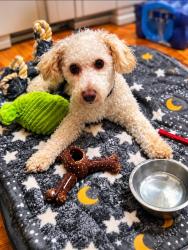 Lost Male Dog last seen Flatlands and Ave J, Brooklyn, NY 11236